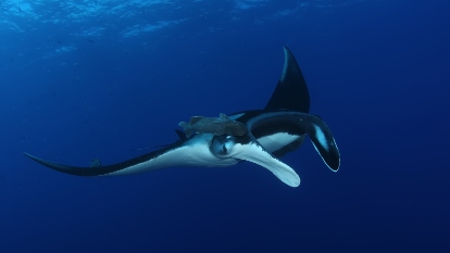 Diving Catalina Islands and Bat Islands Costa Rica