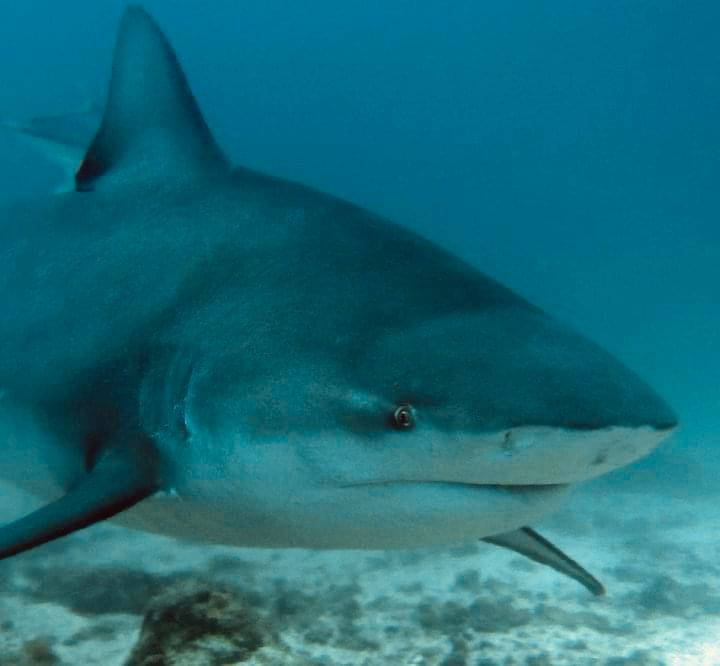 Bat Islands bull shark diving Costa Rica Isla Murcielagos