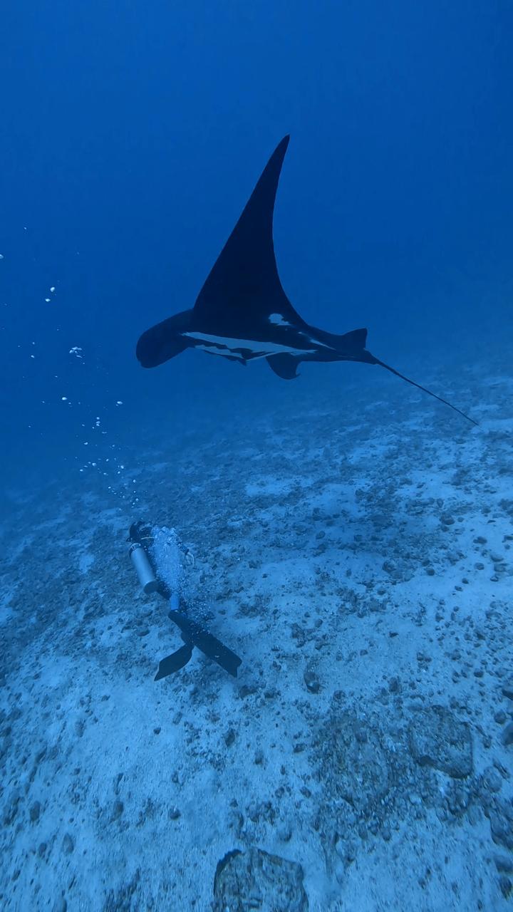 Catalina Islands manta ray diving Costa Rica