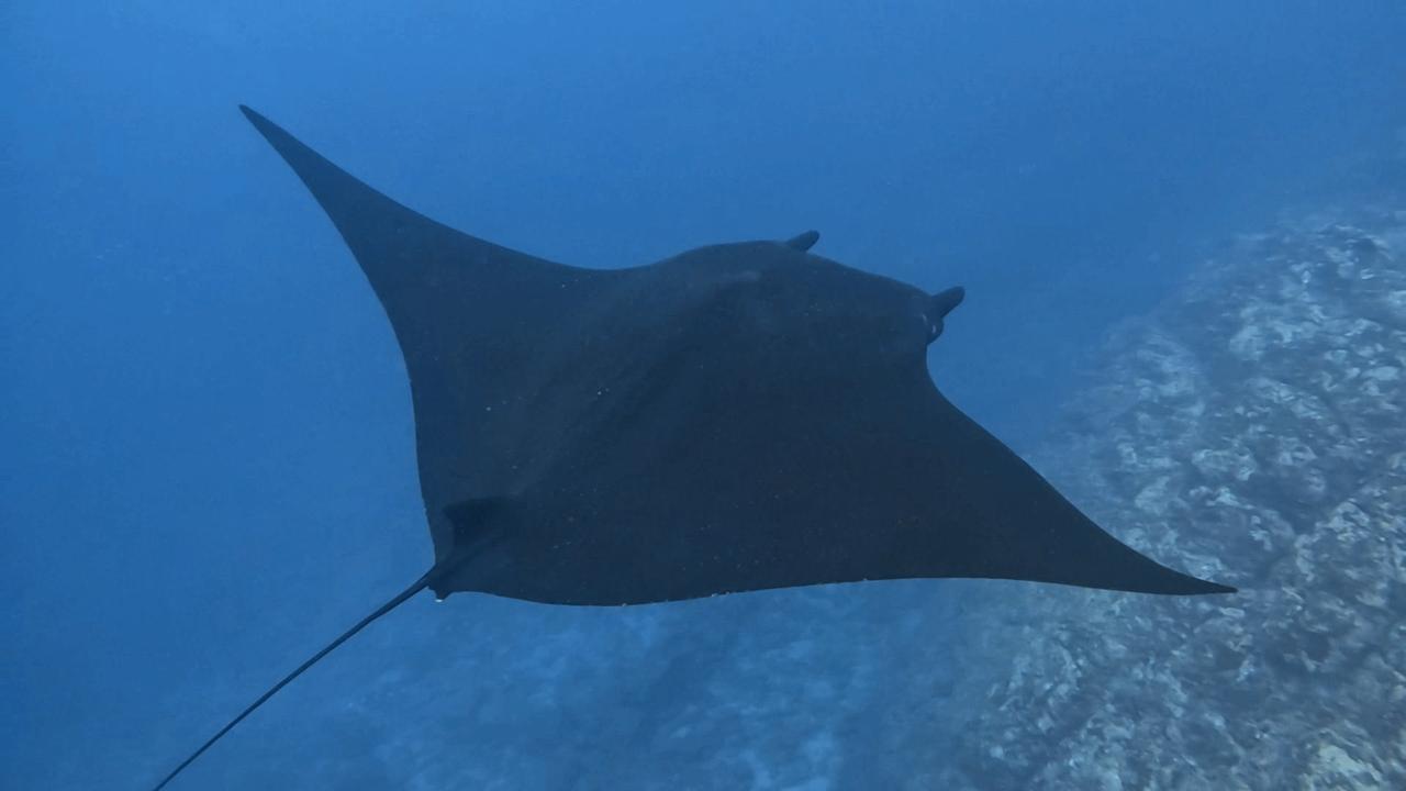 Sirenas Diving Costa Rica gallery