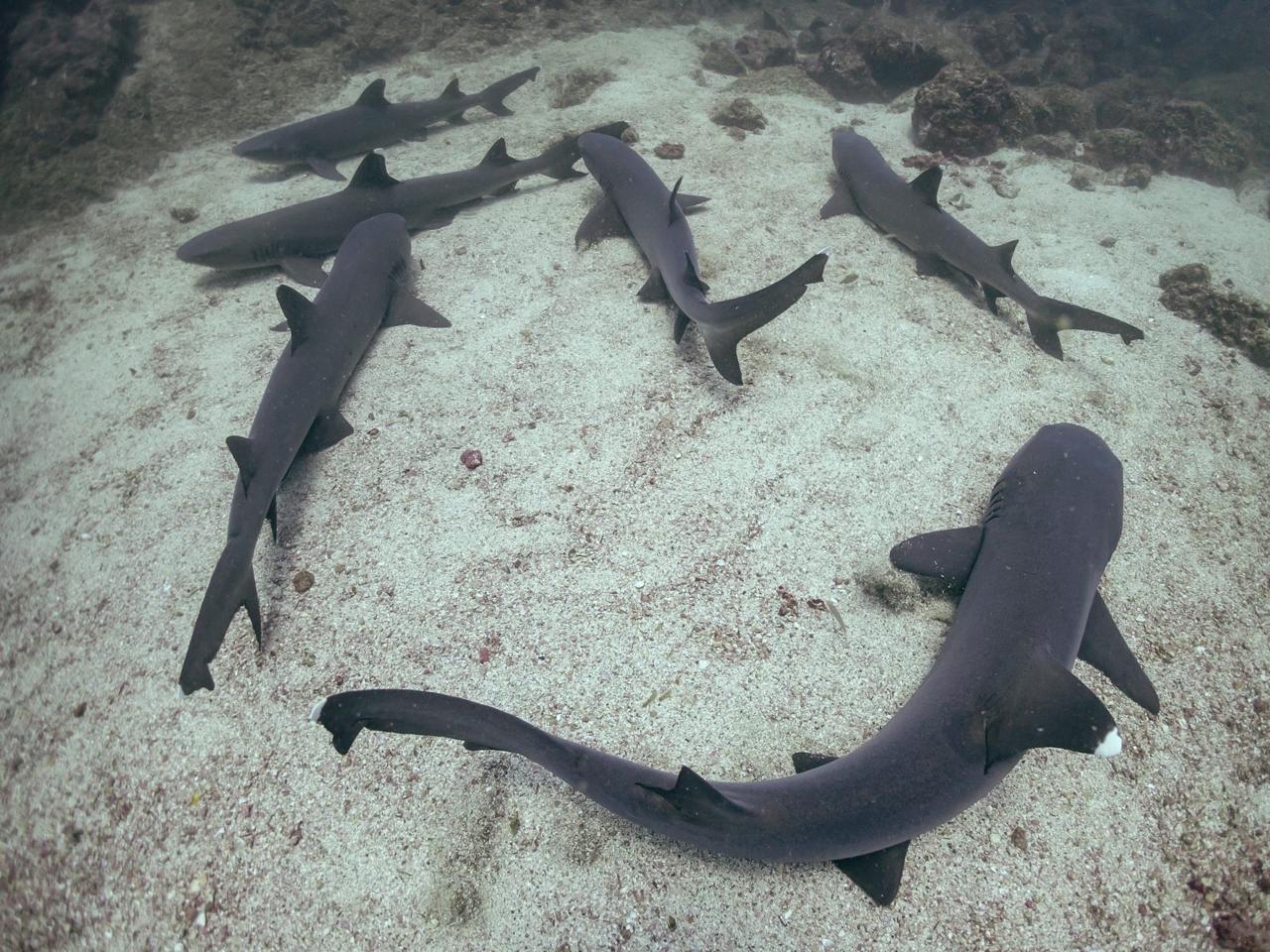 White-tip reef sharks — local dive sites Playa del Coco