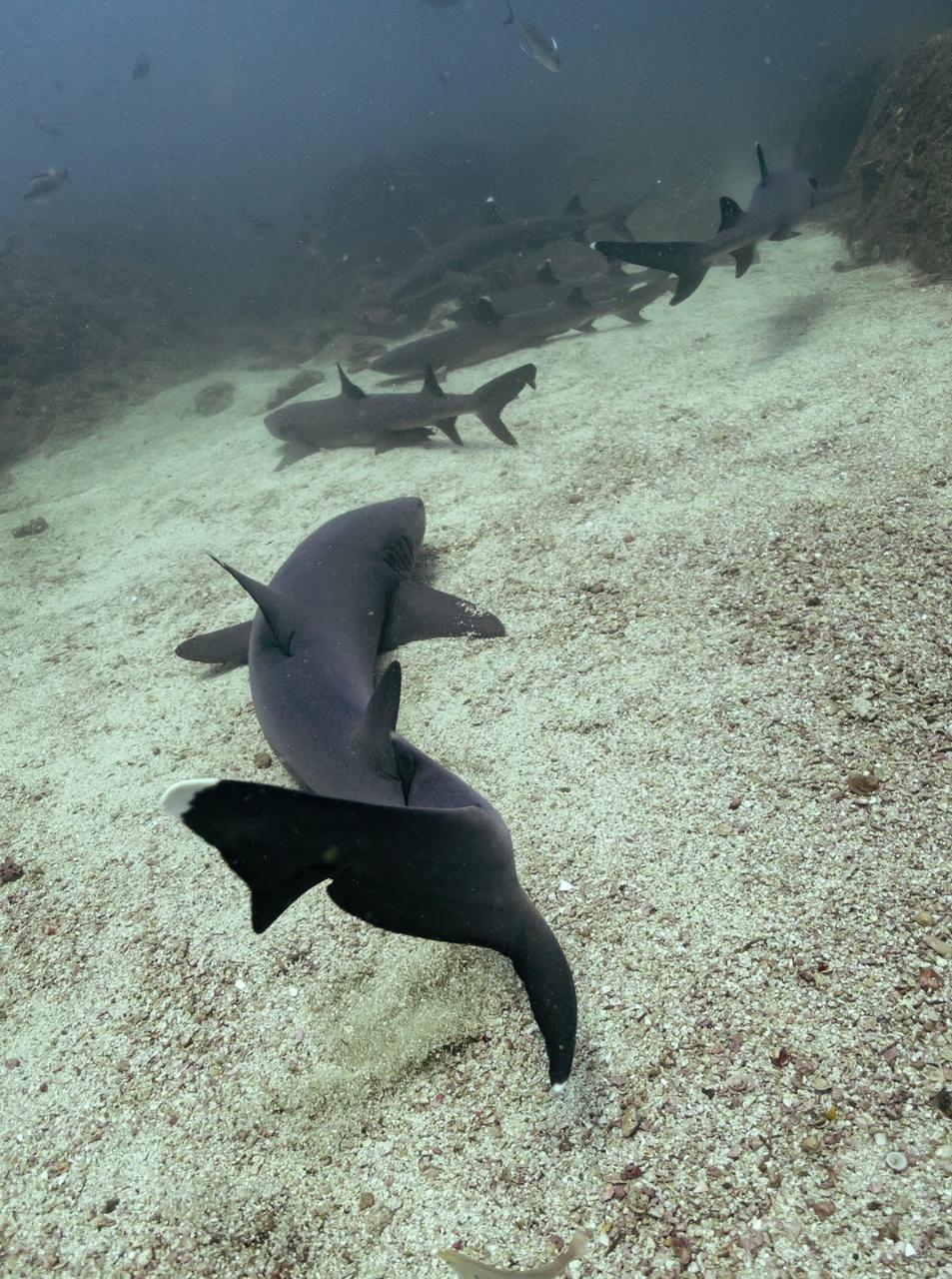 White-tip reef sharks resting on sand